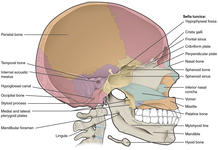 Sagittal section of skull labeled