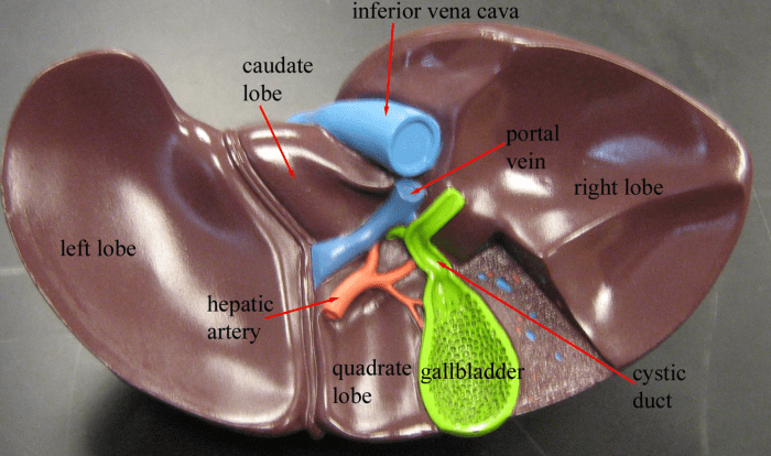 Liver and gallbladder model labeled