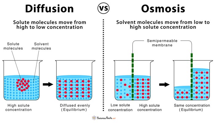 Lab one diffusion and osmosis answers