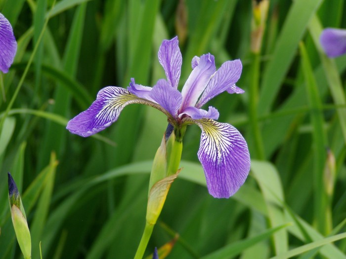 Irises grow