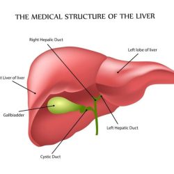 Liver bladder gall gallbladder pancreas small intestine organs accessory biology exploringnature