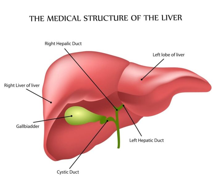 Liver bladder gall gallbladder pancreas small intestine organs accessory biology exploringnature