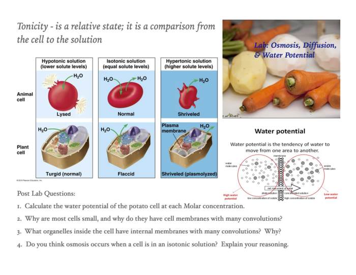 Biology lab diffusion osmosis ap