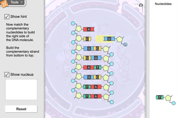 Building dna gizmo assessment answers