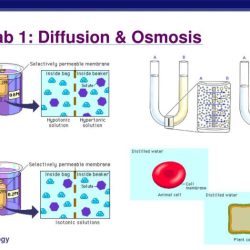 Diffusion and osmosis lab ap biology