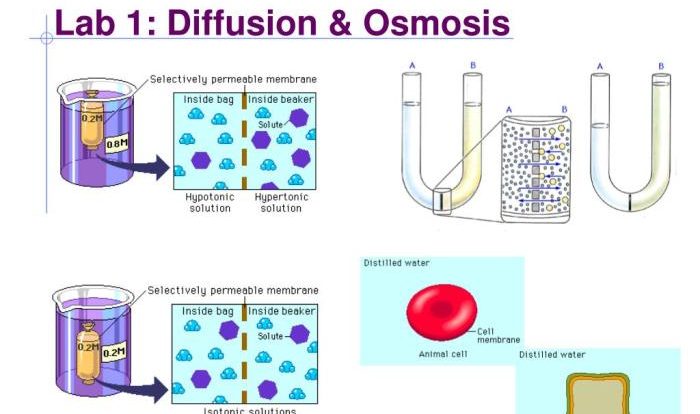 Diffusion and osmosis lab ap biology