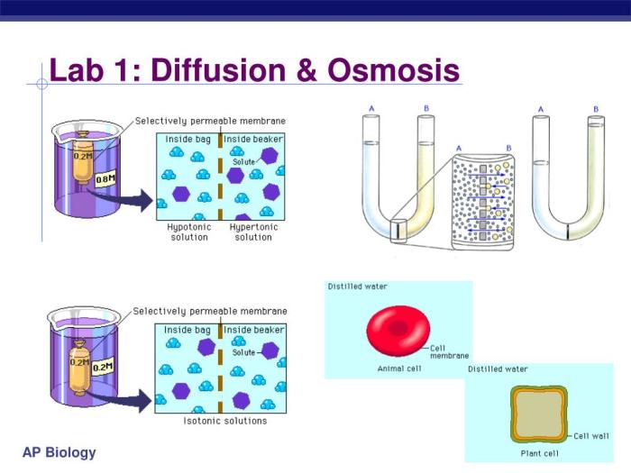 Diffusion and osmosis lab ap biology