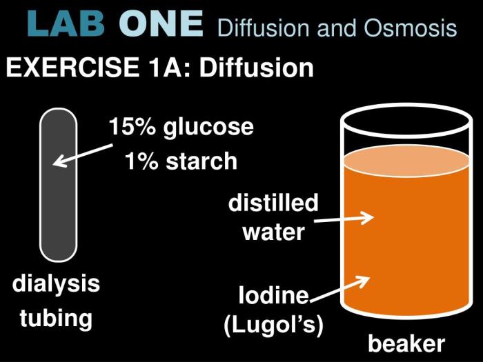 Lab one diffusion and osmosis answers