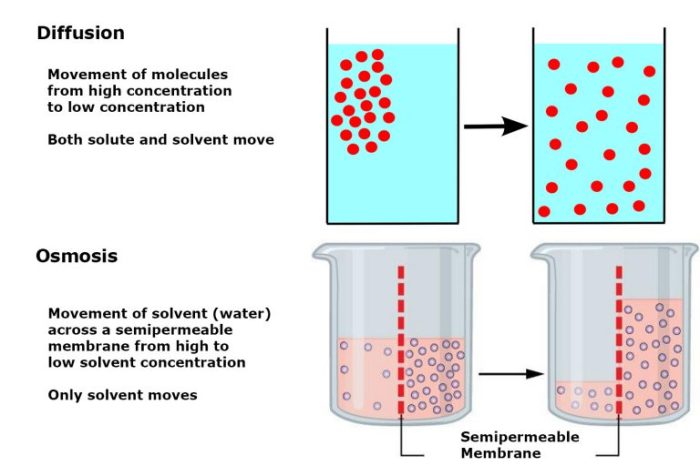 Lab one diffusion and osmosis answers