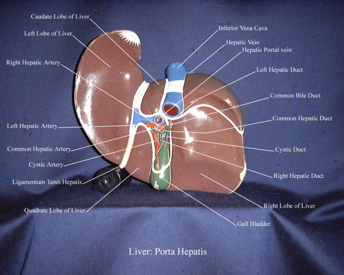 Model liver gallbladder gallstones models anatomy anatomical digestive gpi anatomicals