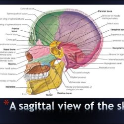 Sagittal section of skull labeled