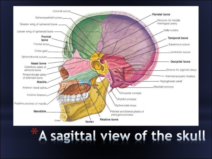 Sagittal section of skull labeled