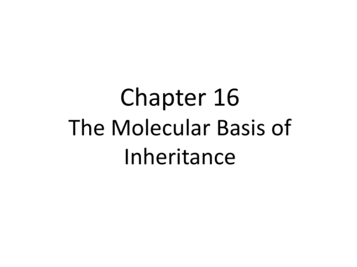 Chapter 16 the molecular basis of inheritance