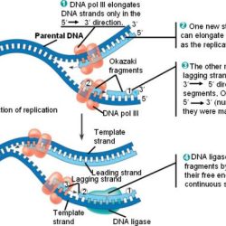 Chapter 16 the molecular basis of inheritance