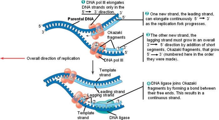 Chapter 16 the molecular basis of inheritance