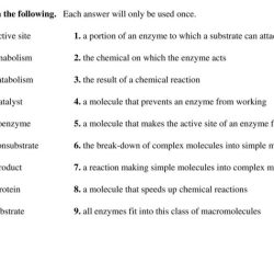 Enzymes biological catalysts worksheet answer key