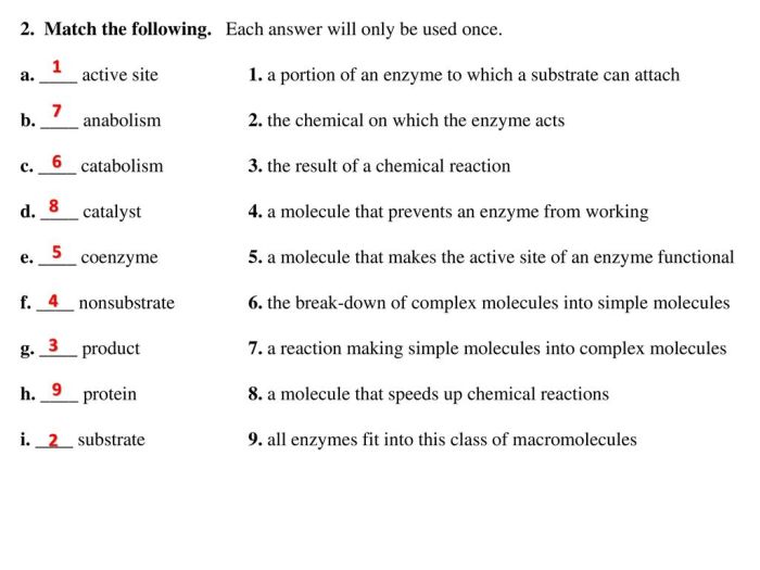 Enzymes biological catalysts worksheet answer key