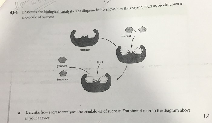 Enzymes biological catalysts worksheet answer key