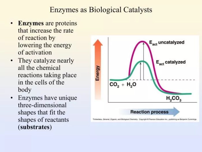 Enzymes biological catalysts worksheet answer key