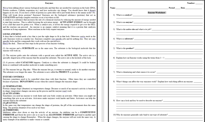 Enzymes biological catalysts worksheet answer key